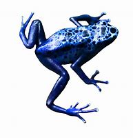 Image result for Green Speckled Frog Clip Art