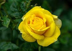 Image result for Bright Yellow Roses