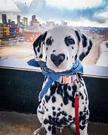 Image result for Dalmatian Fur