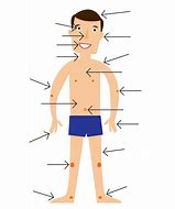 Image result for Body Parts Diagram Clip Art