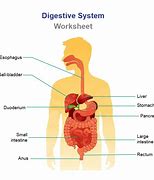 Image result for Digestive System Poster