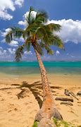 Image result for Island Palm Tree Coloring Page