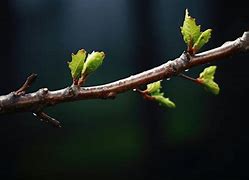 Image result for Sprouting Tree Images for Credit Repair