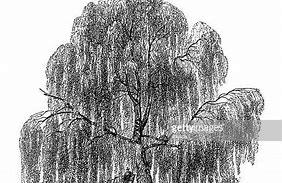 Image result for Weeping Willow Clip Art