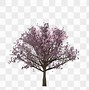 Image result for Cherry Blossom Branch Illustration