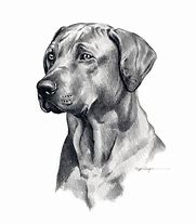 Image result for Cool Drawings of Dogs