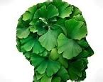 Image result for Ginkgo Leaf Stencil