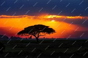 Image result for African Tree Silhouette Clip Art