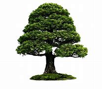 Image result for Jarrah Tree