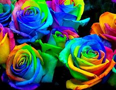 Image result for Bright Colored Roses