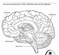 Image result for Label the Brain Worksheet