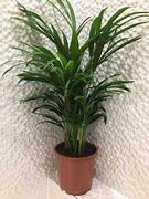 Image result for Areca Palm Tree