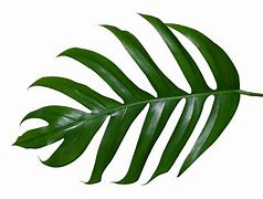 Image result for Leaf PNG 4K