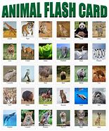 Image result for Animal 2 Legs Flash Cards