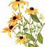 Image result for Black Eyed Susan Flower Clip Art