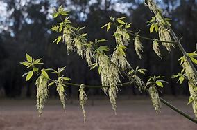 Image result for Teas State Symbols Bird Tree Flower