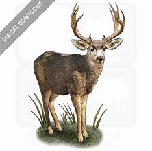 Image result for Mule Deer Skull Clip Art Black and White