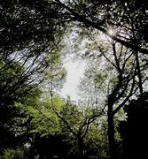 Image result for Big Tree Branch