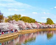 Image result for Cherry Blossoms in DC