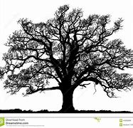 Image result for Post Oak Tree Silhouette