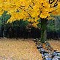 Image result for Wild Maple Tree