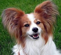 Image result for Papillon Dog Cartoon