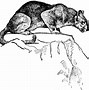 Image result for Mountain Lion Vector