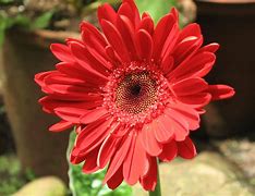 Image result for Red Flower Pics