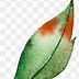 Image result for Individual Watercolor Leaf