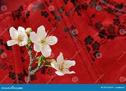 Image result for Wild Cherry Blossom Tree Close Up