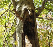 Image result for Scary Tree Line Art