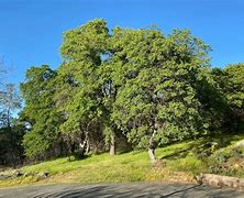 Image result for Scarlet Oak Acorn