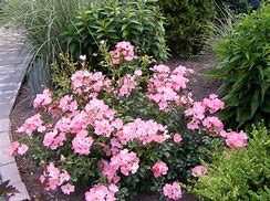 Image result for Coral Carpet Rose