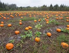 Image result for Fall Pumpkin Crafts for Preschoolers