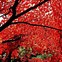 Image result for Fall Tree Desktop Painting