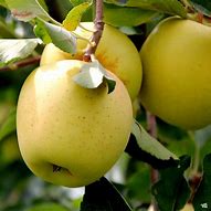 Image result for Nutty Golden Apple