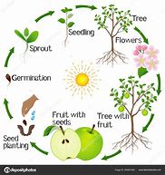 Image result for Apple Tree Life Cycle Worksheet for Kids