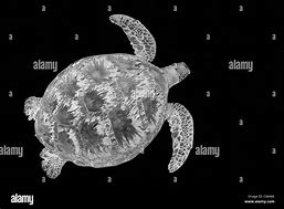 Image result for Turtle Island Malaysia