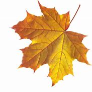 Image result for Falling Leaves Realistic