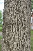 Image result for Quercus Alba Wood