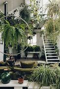 Image result for Pics of House Plants