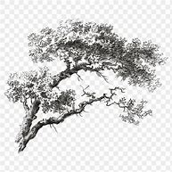 Image result for Vintage Tree Branch Illustration