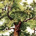 Image result for Pretty Tree Silhouette