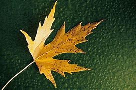 Image result for What Is a Simple Leaf