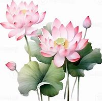 Image result for Lotus Flowers Falling