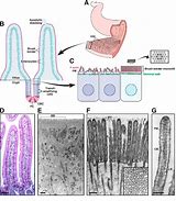 Image result for Image of Brush Border in Small Intestine