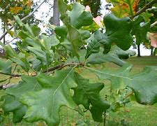 Image result for Post Oak Leaf Designs