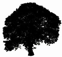 Image result for Maple Tree Silhouette Vector