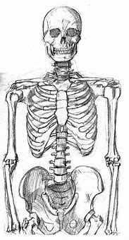 Image result for Human Skeleton Line Drawing