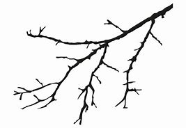 Image result for Coloring Page of Branch